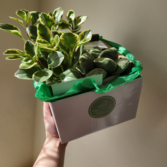 Is a Plant Gift Ideal for All Occasions?