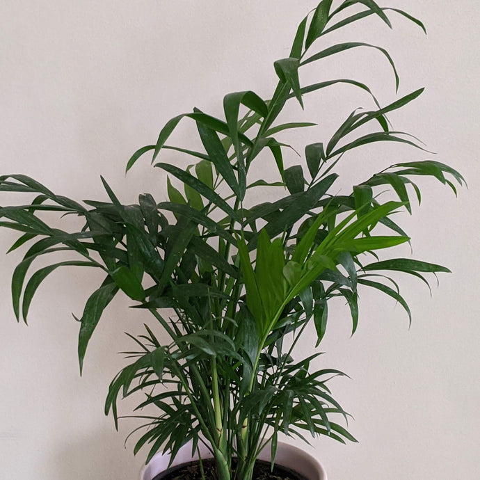 Large Indoor Plants Safe for Dogs