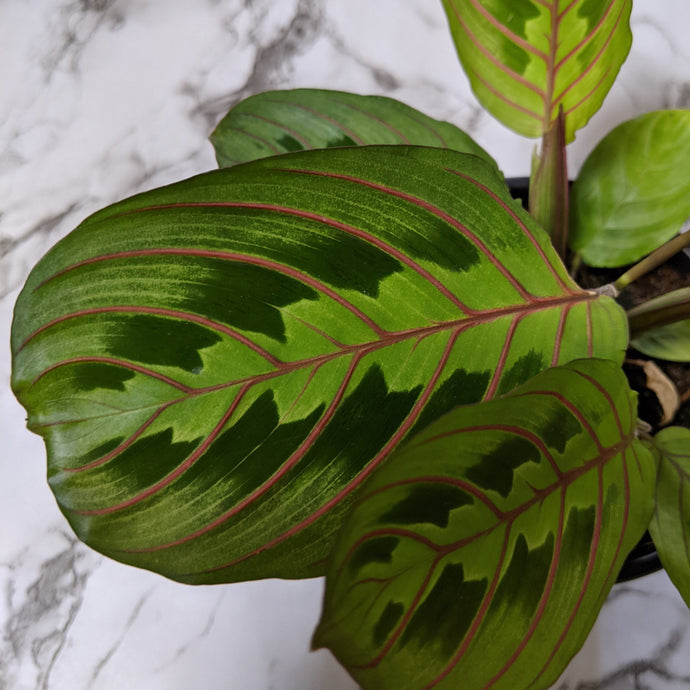 Maranta Red Vein Prayer Plant Care Guide