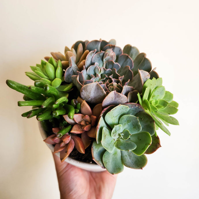 Need a Housewarming Gift Delivered? Send a Plant Gift