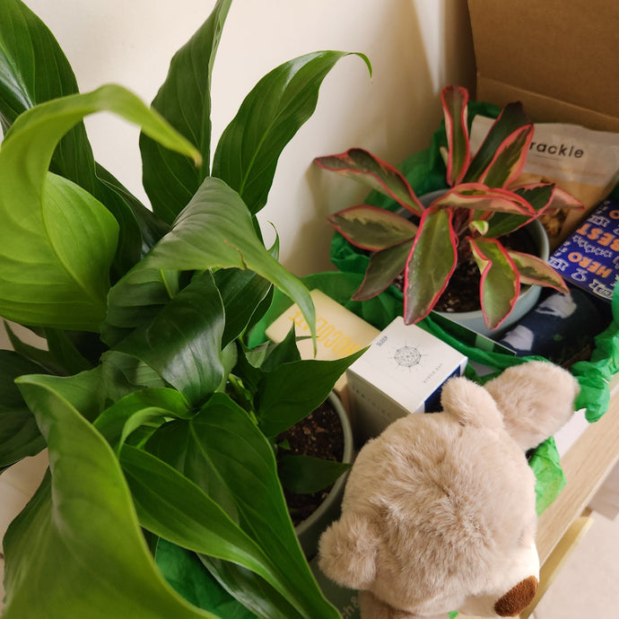 Plant Gifts for Every Occasion in Sydney