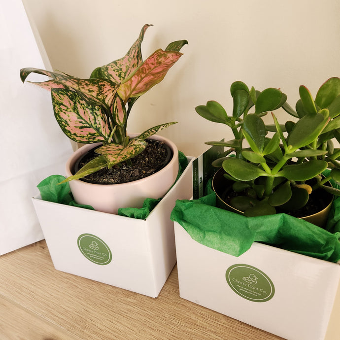 Plant Gifts for Your Loved Ones in Sydney