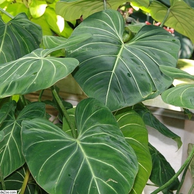 Rare Houseplants in High Demand