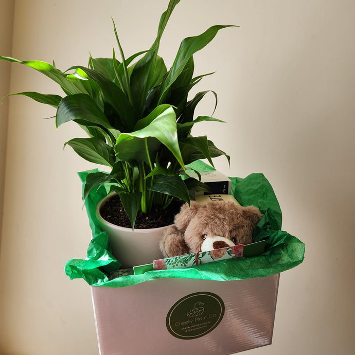 Sending Plant Gifts as Sympathy Gifts