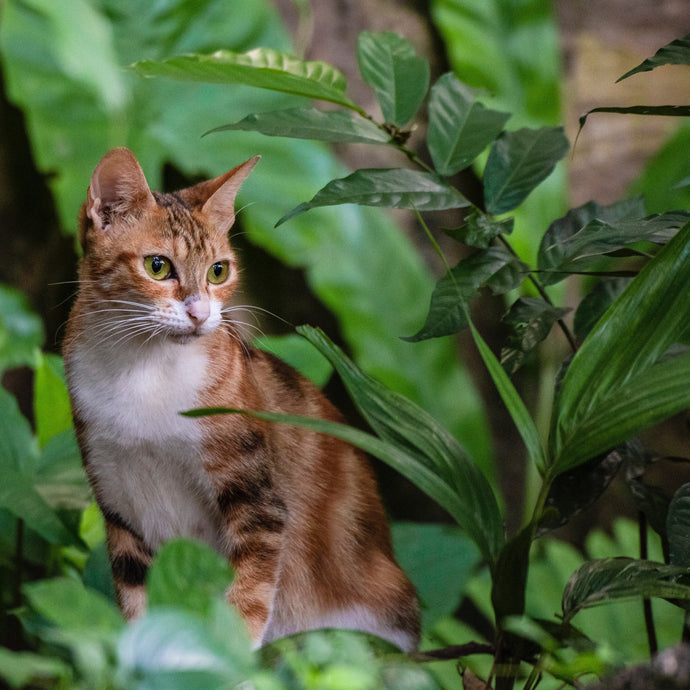 Seven Indoor Plants That Are Safe for Cats