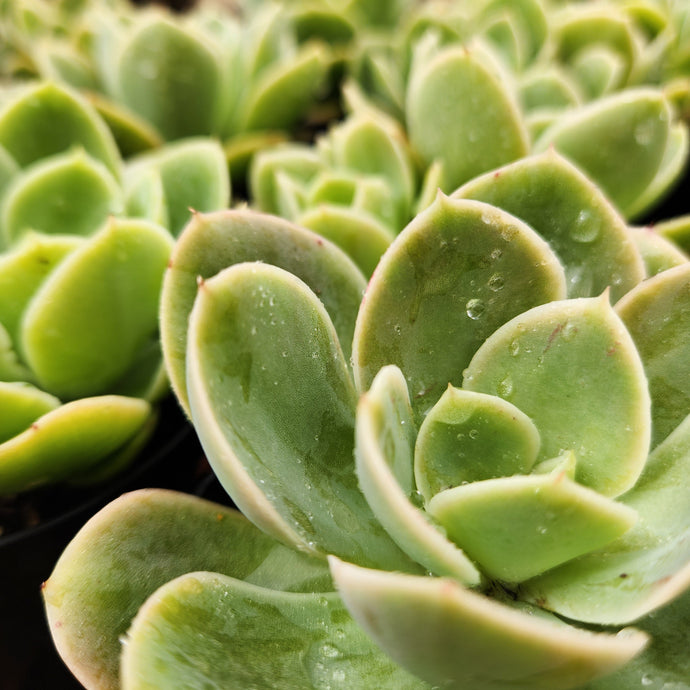 Simple Succers You Need For Your Collection