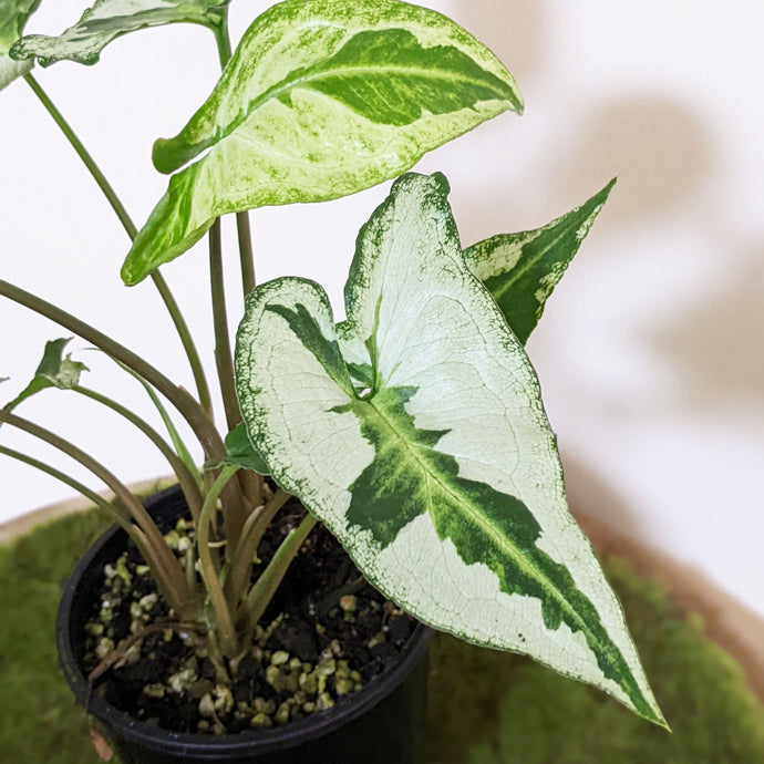 Syngonium Care Guide for Beginners