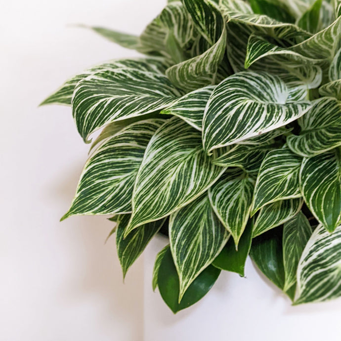 The Benefits of Having More Plants in Your Home