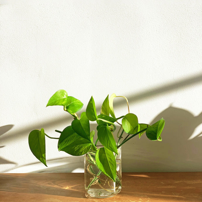 The Differences Between Pothos and Philodendron