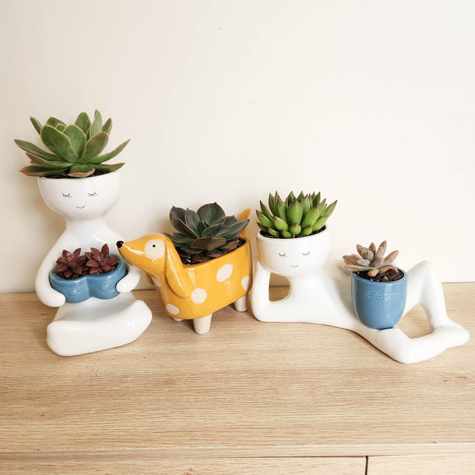Types of Decorative Indoor Plant Pots