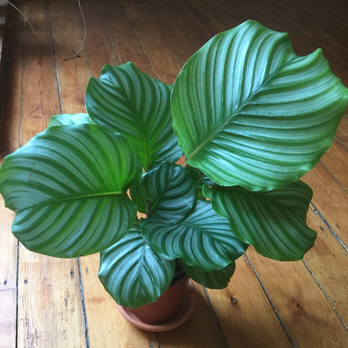 Variegated Houseplants Perfect for the Home