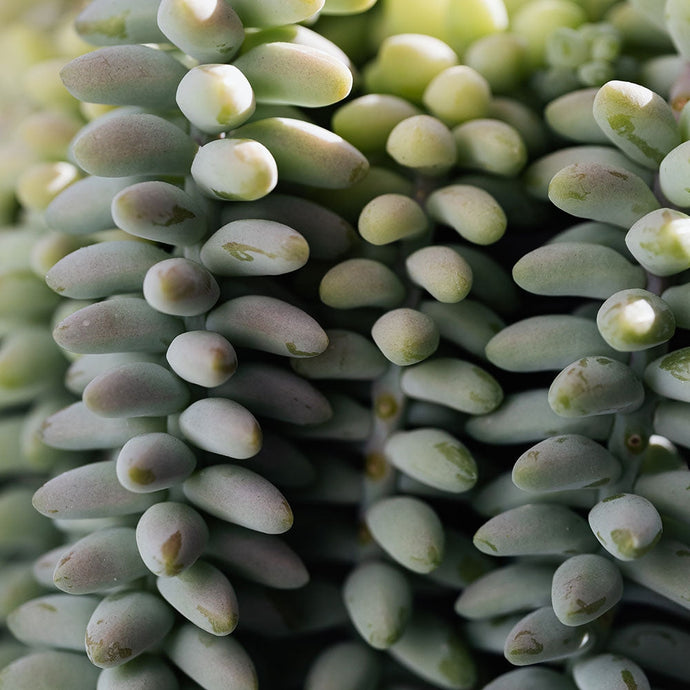 What Is Farina on Succulents?