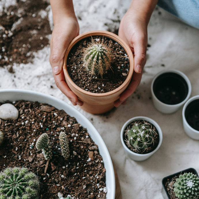 What Is the Best Type of Soil for Growing Succulents and Cacti?