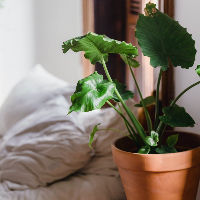 Why Are the Leaves of My Plant Turning Brown?