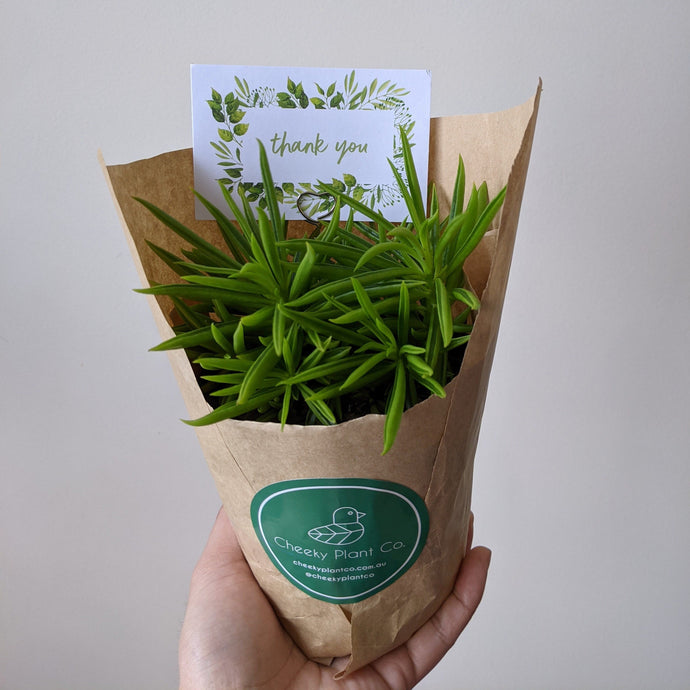 Why Corporate Gift Plants are a Great Idea