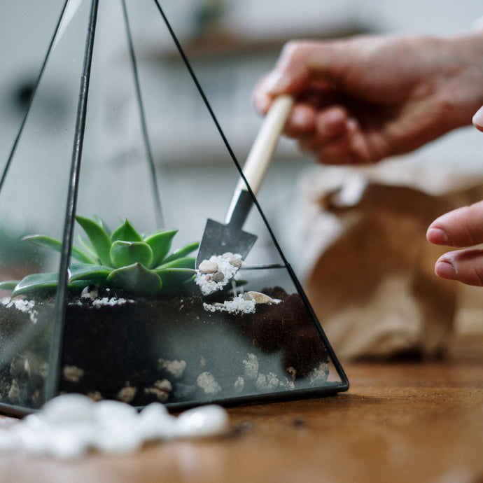 Why You Shouldn’t Make a Succulent Terrarium