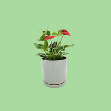 Load image into Gallery viewer, Anthurium Flamingo Flower - 150mm Ceramic Pot - Sydney Only
