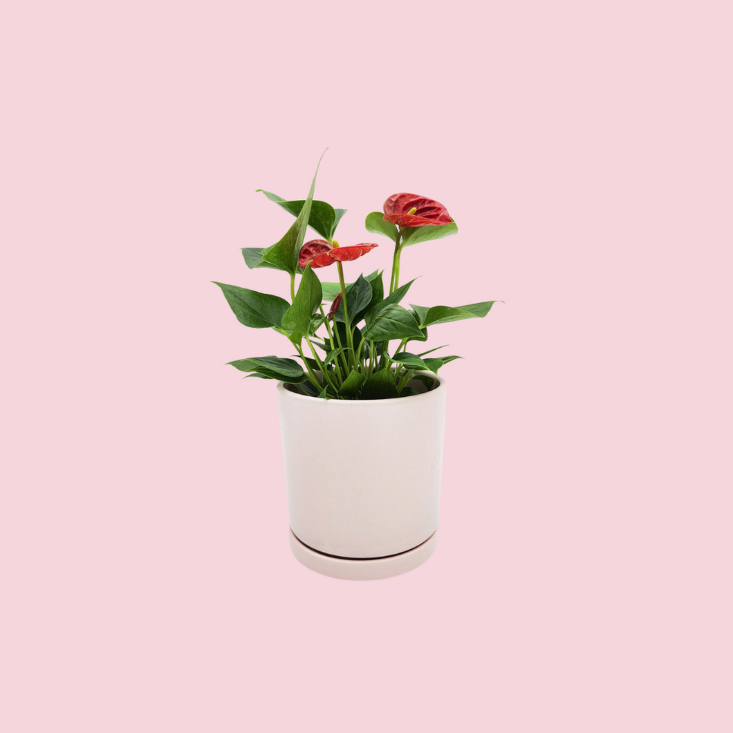 Anthurium Flamingo Flower - 150mm Ceramic Pot - Sydney Only