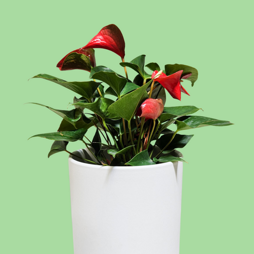 Anthurium Flamingo Flower - 210mm Ceramic Pot - Sydney Only