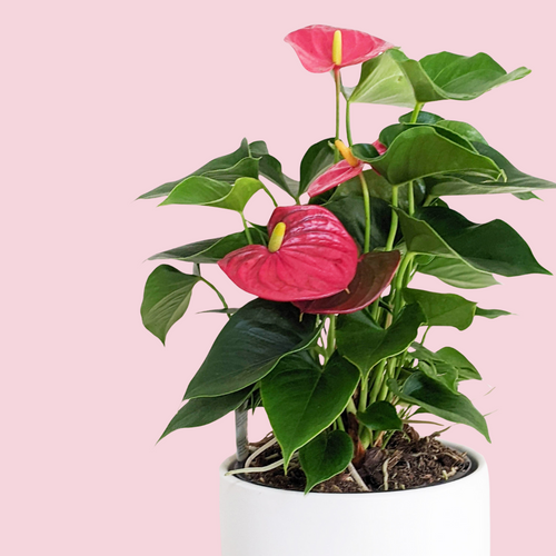 Anthurium Flamingo Flower - 180mm Ceramic Pot - Sydney Only