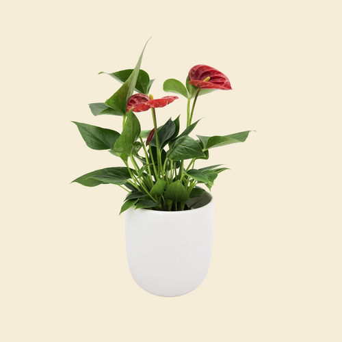 Anthurium Flamingo Flower - 120mm Ceramic Pot - Sydney Only