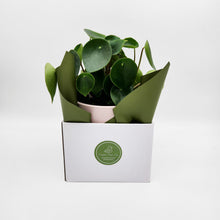 Load image into Gallery viewer, Assorted Plant Gift in 150mm Pot - Sydney Only
