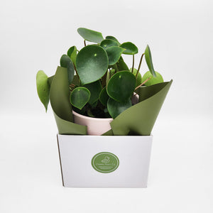 Assorted Plant Gift in 150mm Pot - Sydney Only