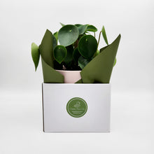 Load image into Gallery viewer, Assorted Plant Gift in 150mm Pot - Sydney Only
