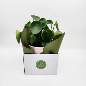 Assorted Plant Gift in 150mm Pot - Sydney Only