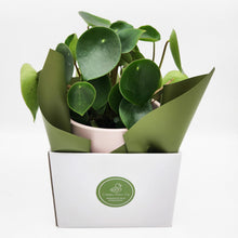 Load image into Gallery viewer, Assorted Plant Gift in 150mm Pot - Sydney Only
