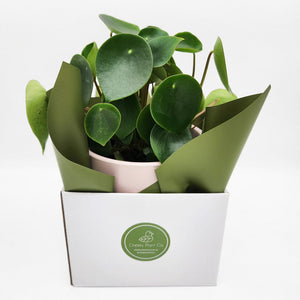 Assorted Plant Gift in 150mm Pot - Sydney Only