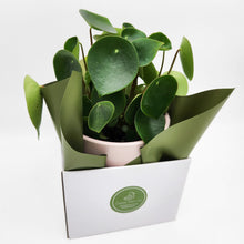 Load image into Gallery viewer, Assorted Plant Gift in 150mm Pot - Sydney Only
