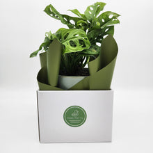 Load image into Gallery viewer, Assorted Plant Gift in 150mm Pot - Sydney Only
