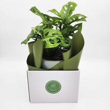 Load image into Gallery viewer, Assorted Plant Gift in 150mm Pot - Sydney Only
