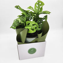 Load image into Gallery viewer, Assorted Plant Gift in 150mm Pot - Sydney Only
