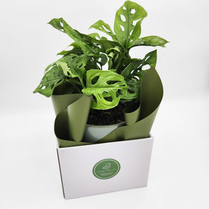 Assorted Plant Gift in 150mm Pot - Sydney Only