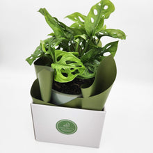 Load image into Gallery viewer, Assorted Plant Gift in 150mm Pot - Sydney Only
