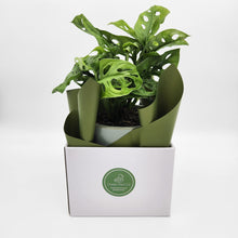 Load image into Gallery viewer, Assorted Plant Gift in 150mm Pot - Sydney Only
