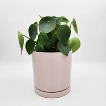 Load image into Gallery viewer, Assorted Plant Gift in 150mm Pot - Sydney Only
