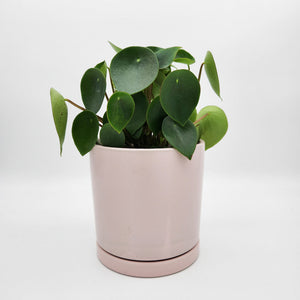 Assorted Plant Gift in 150mm Pot - Sydney Only