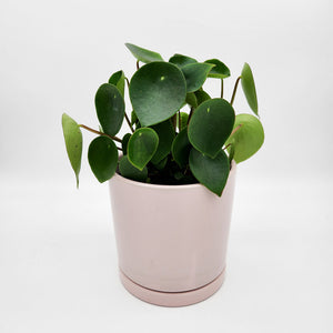 Assorted Plant Gift in 150mm Pot - Sydney Only