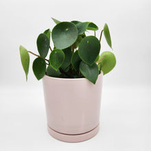 Load image into Gallery viewer, Assorted Plant Gift in 150mm Pot - Sydney Only
