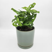 Load image into Gallery viewer, Assorted Plant Gift in 150mm Pot - Sydney Only
