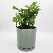 Load image into Gallery viewer, Assorted Plant Gift in 150mm Pot - Sydney Only
