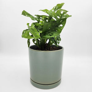 Assorted Plant Gift in 150mm Pot - Sydney Only