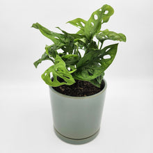 Load image into Gallery viewer, Assorted Plant Gift in 150mm Pot - Sydney Only
