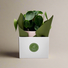 Load image into Gallery viewer, Assorted Plant Gift in 150mm Pot - Sydney Only
