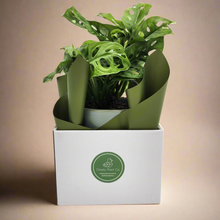 Load image into Gallery viewer, Assorted Plant Gift in 150mm Pot - Sydney Only
