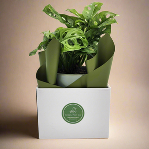 Assorted Plant Gift in 150mm Pot - Sydney Only