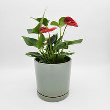 Load image into Gallery viewer, Anthurium Flamingo Flower - 150mm Ceramic Pot - Sydney Only
